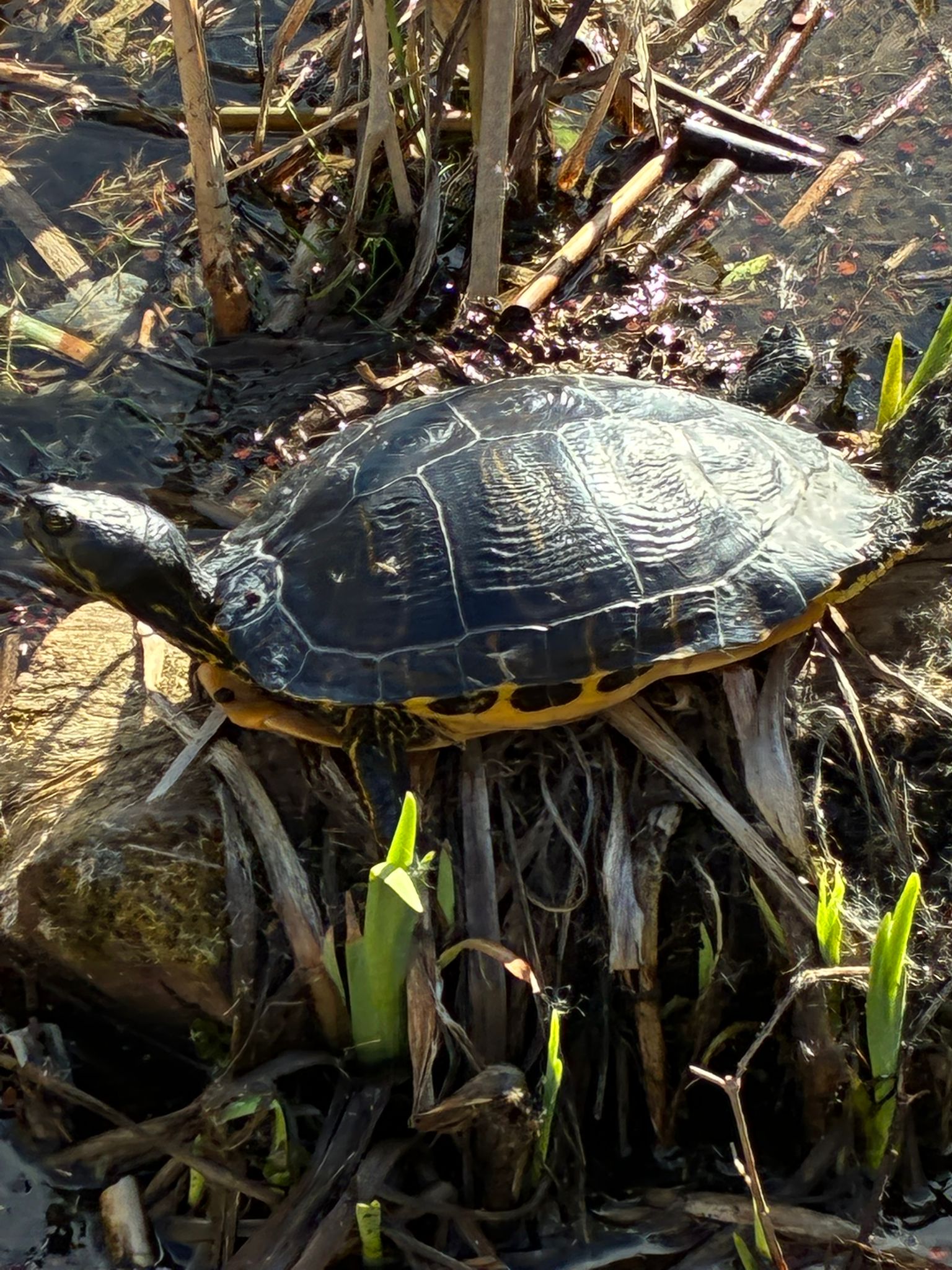 Schildpad