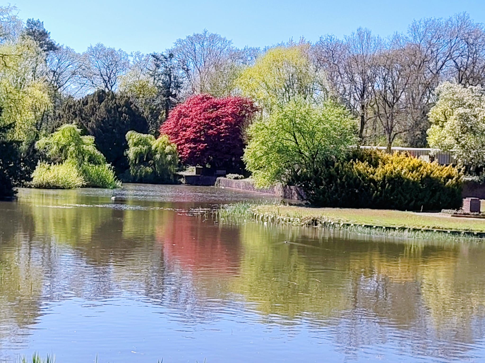 Vijver-bomen-Els